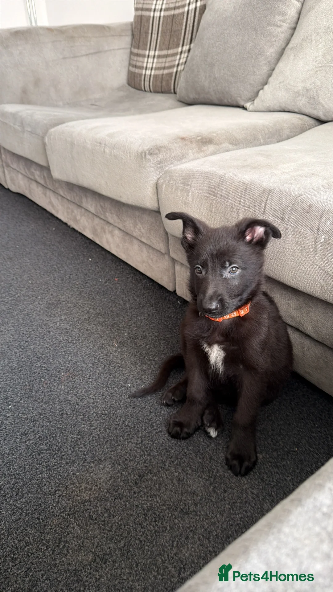 German Shepherd dogs for sale: German shepherd  in Birmingham - Advert 1