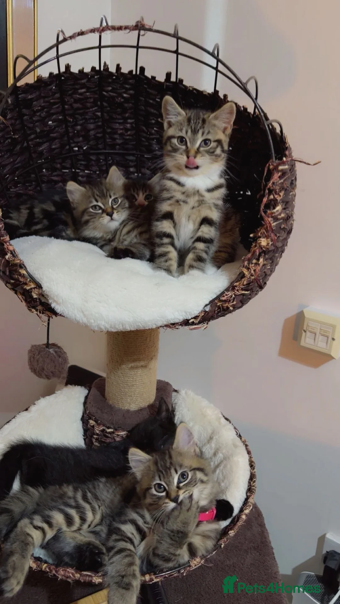 British Shorthair cats for sale: Kitten  - Advert 24