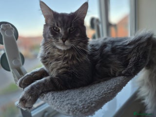 Maine Coon cats Gorgeous maine coon kitten - Advert 5