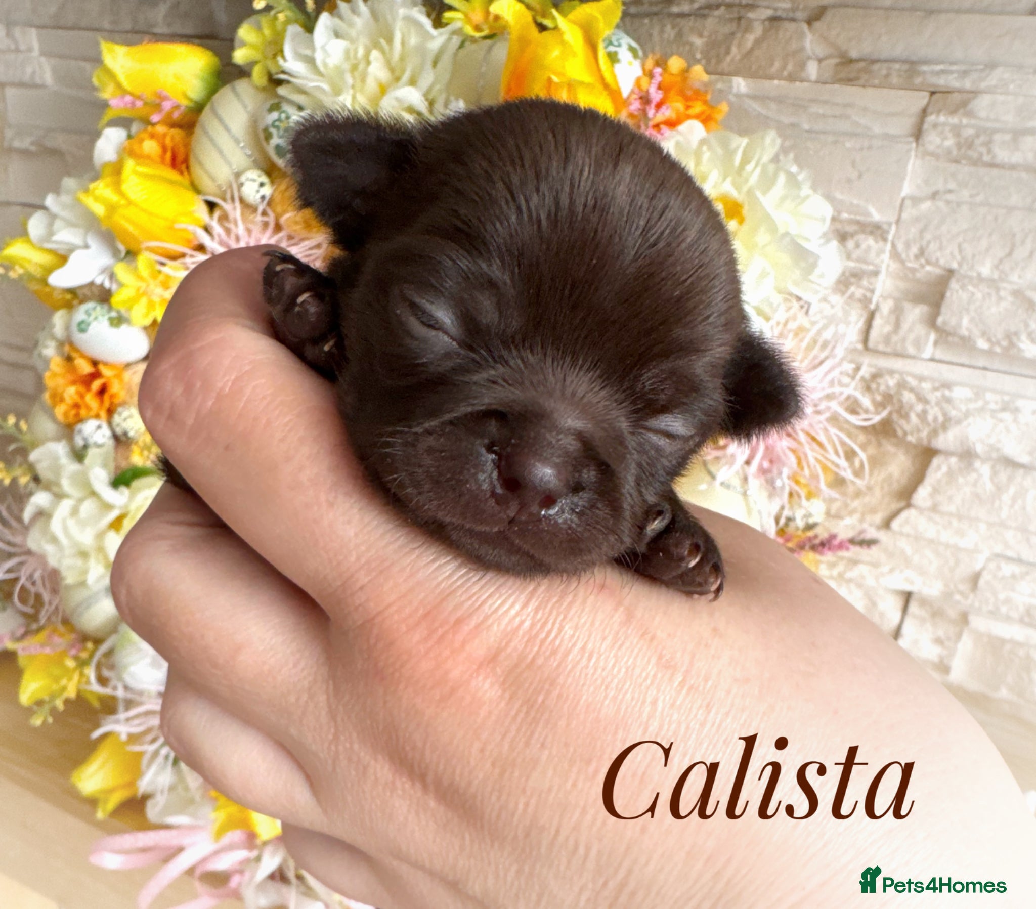 Chihuahua dogs Chihuahua puppies chocolate lilac merle - Advert 1