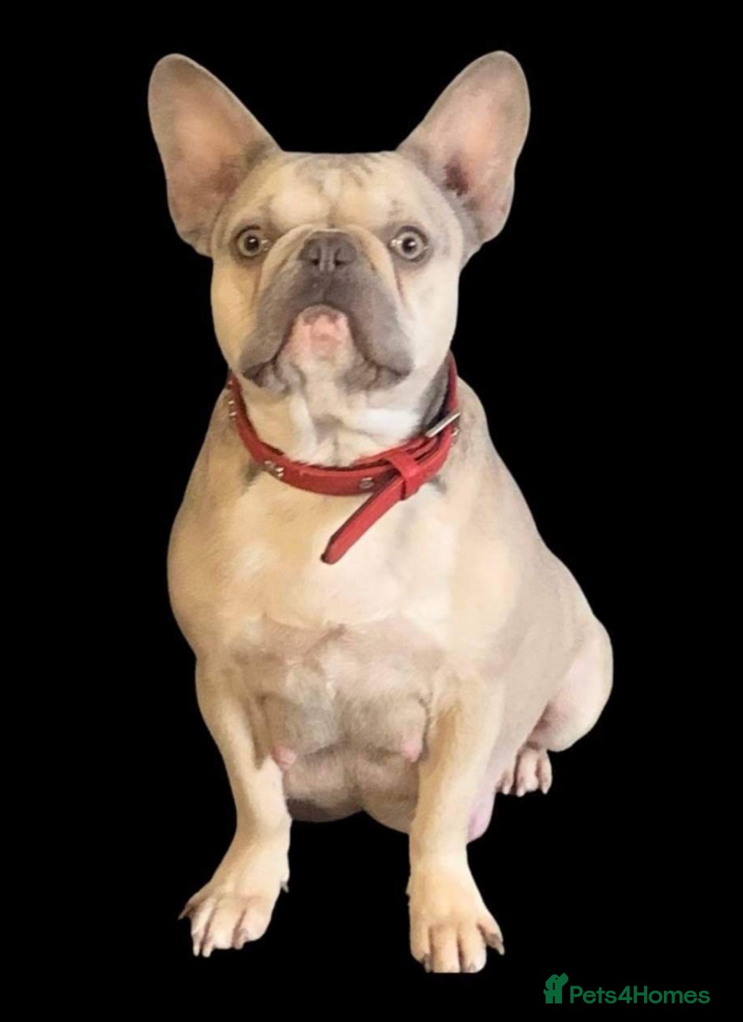 French Bulldog dogs for stud: Stud  - Image 4
