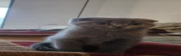 Scottish Fold cats for sale: Beautiful Grey Scottish Fold Kittens Ready Now😺 - Advert 9