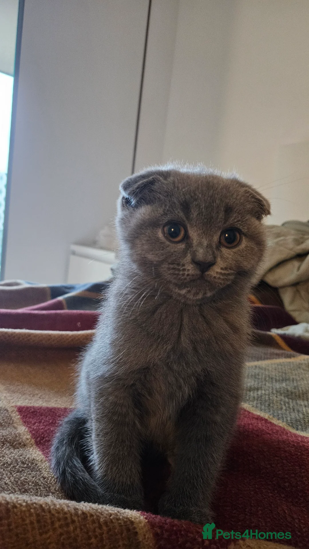 Scottish Fold cats for sale: Beautiful Grey Scottish Fold Kittens Ready Now😺 - Advert 9