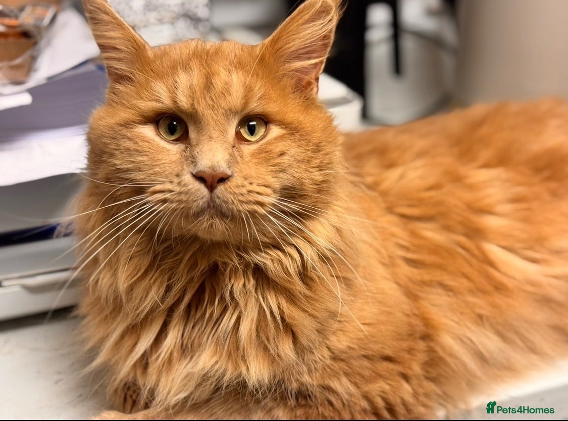 Maine Coon cats 💙READY NOW 💙XXL TICA MALE  - Advert 2