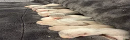 Ferret rodents for sale: Mixed litter of ferrets for sale - Advert 4