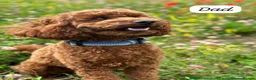 Cavapoo dogs for sale: Beautiful F1b Red Cavapoo Puppies - Advert 11