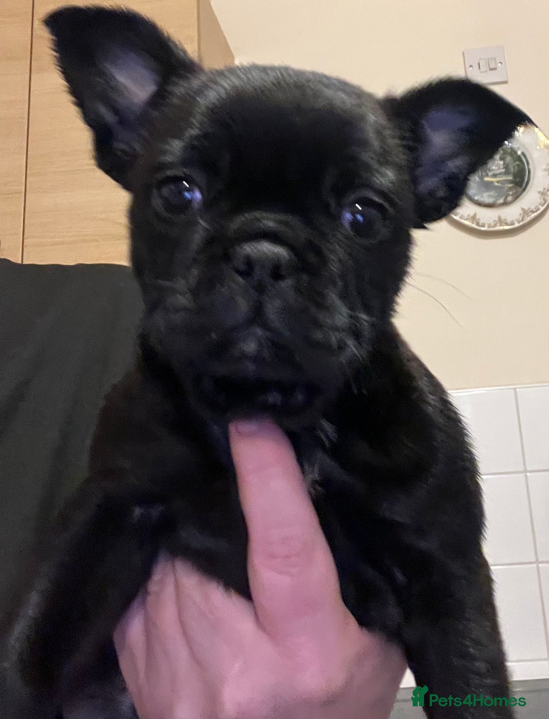 Frug dogs for sale: Beautiful frug female  - Advert 4