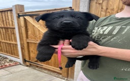 German Shepherd dogs for sale: ONE KC FEMALE GSD PUPPY - Image 5