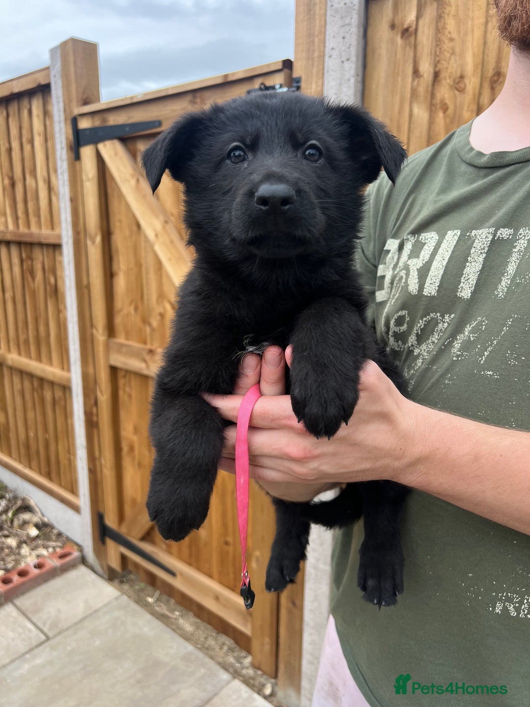 German Shepherd dogs for sale: ONE KC FEMALE GSD PUPPY - Image 5