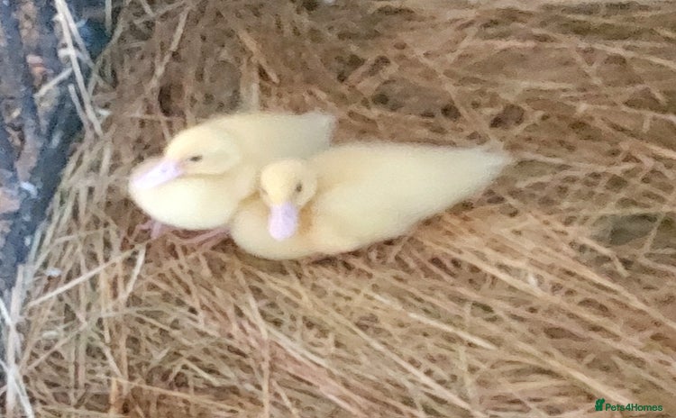 Ducks poultry - Advert 1