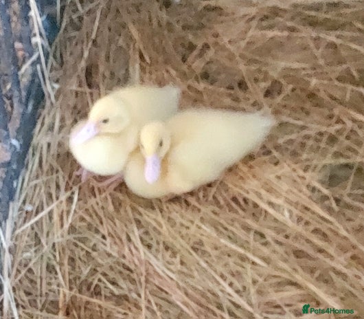 Ducks poultry - Advert 5