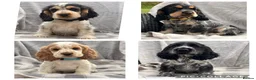 Cocker Spaniel dogs for sale: KC registered Show Type Cocker Spaniel DNA Tested - Advert 1