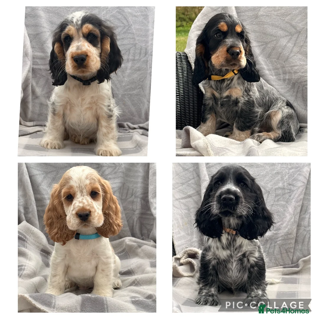 Cocker Spaniel dogs for sale: KC registered Show Type Cocker Spaniel DNA Tested - Advert 1