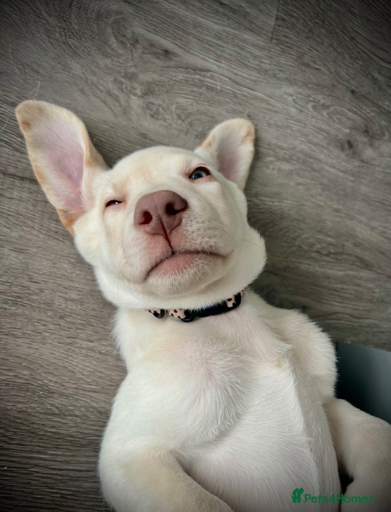 Labrador Retriever dogs KC Champagne Labrador waiting list now open - Advert 16