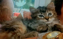 Mixed Breed cats for sale: Lovely Kittens 😻 - Image 8