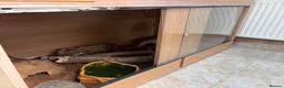 Python Snake reptiles for sale: 2 royal pythons and full set up in Eastbourne - Advert 4