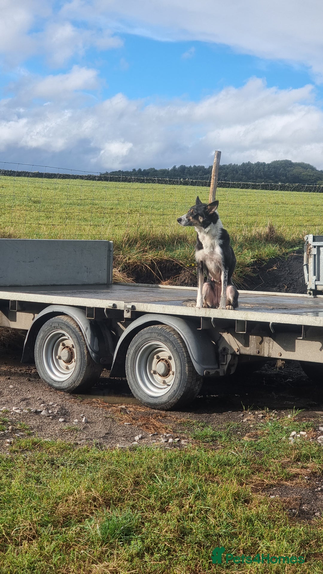 Border Collie dogs for sale: ISDS REGISTERED BORDER COLLIE PUPS - Image 7