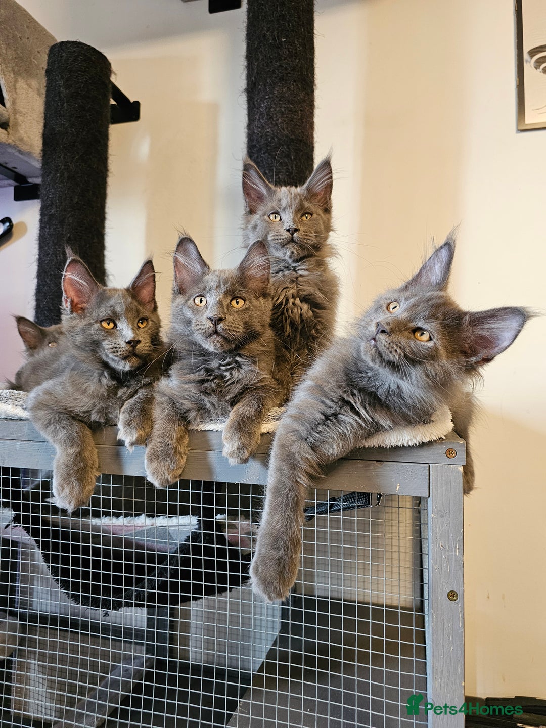 Maine Coon cats for sale: 🔥*Stunning Litter of 8💎Solid Blue Maine Coon*🔥  - Image 13
