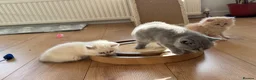 British Shorthair cats for sale: Adorable British Shorthair Kittens  🐱 - Advert 5