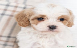 Cavapoo dogs for sale: Cavapoo puppies ready now  - Image 2