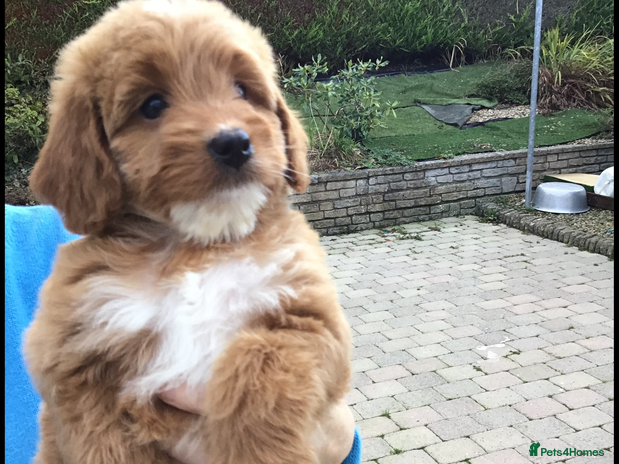 Bernedoodle dogs - Advert 5