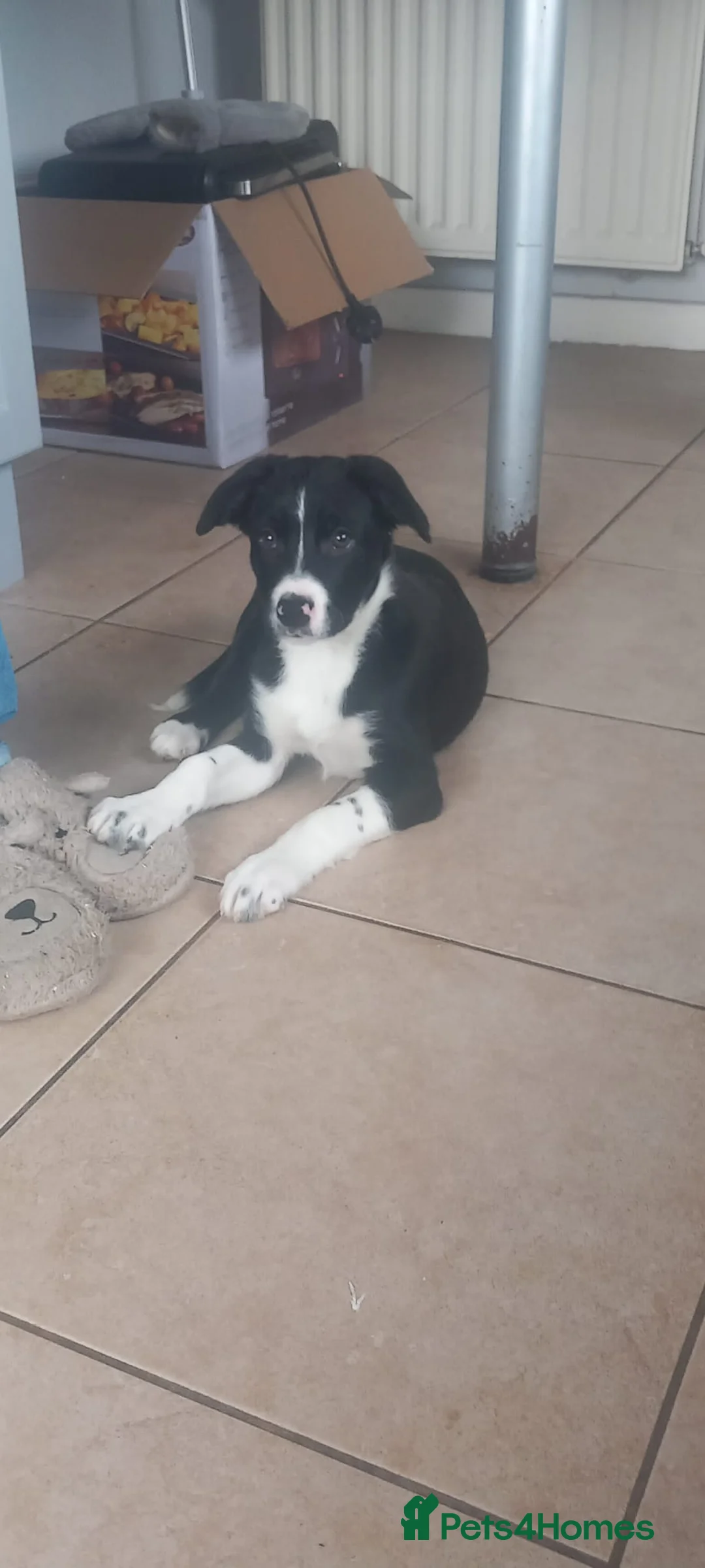 Border Collie dogs for sale: Border Collie Pups - Advert 1