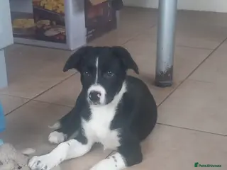 Border Collie dogs Border Collie Pups - Advert 12