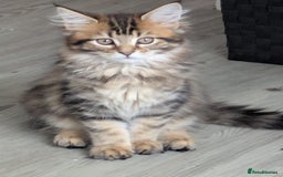 Maine Coon cats for sale: Stunning chocolate tabby kittens  - Image 1