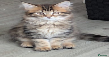Maine Coon cats - Advert 3