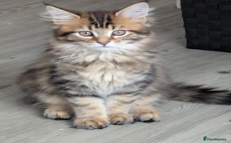 Maine Coon cats - Advert 16