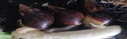 Snails invertebrates for sale: Giant african land snail babies for sale - Advert 3