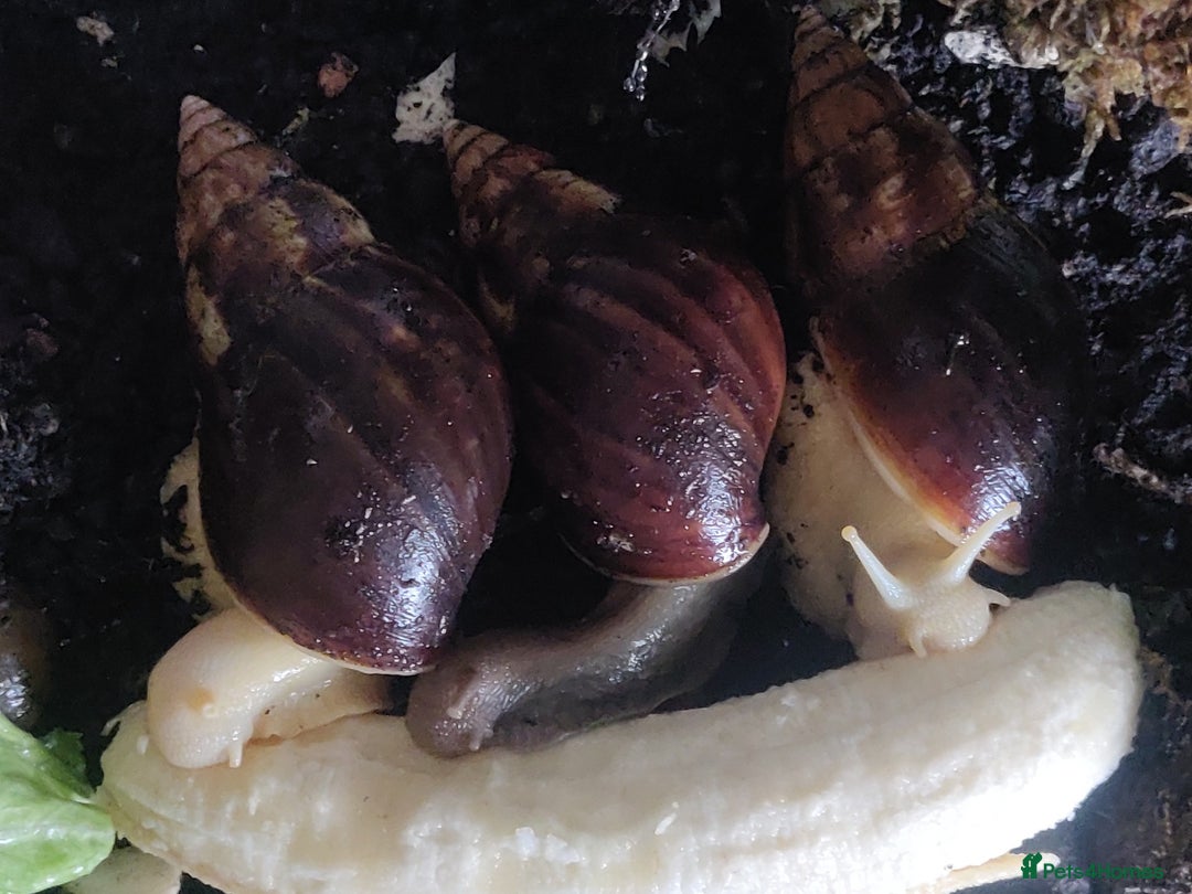 Snails invertebrates for sale: Giant african land snail babies for sale - Advert 3