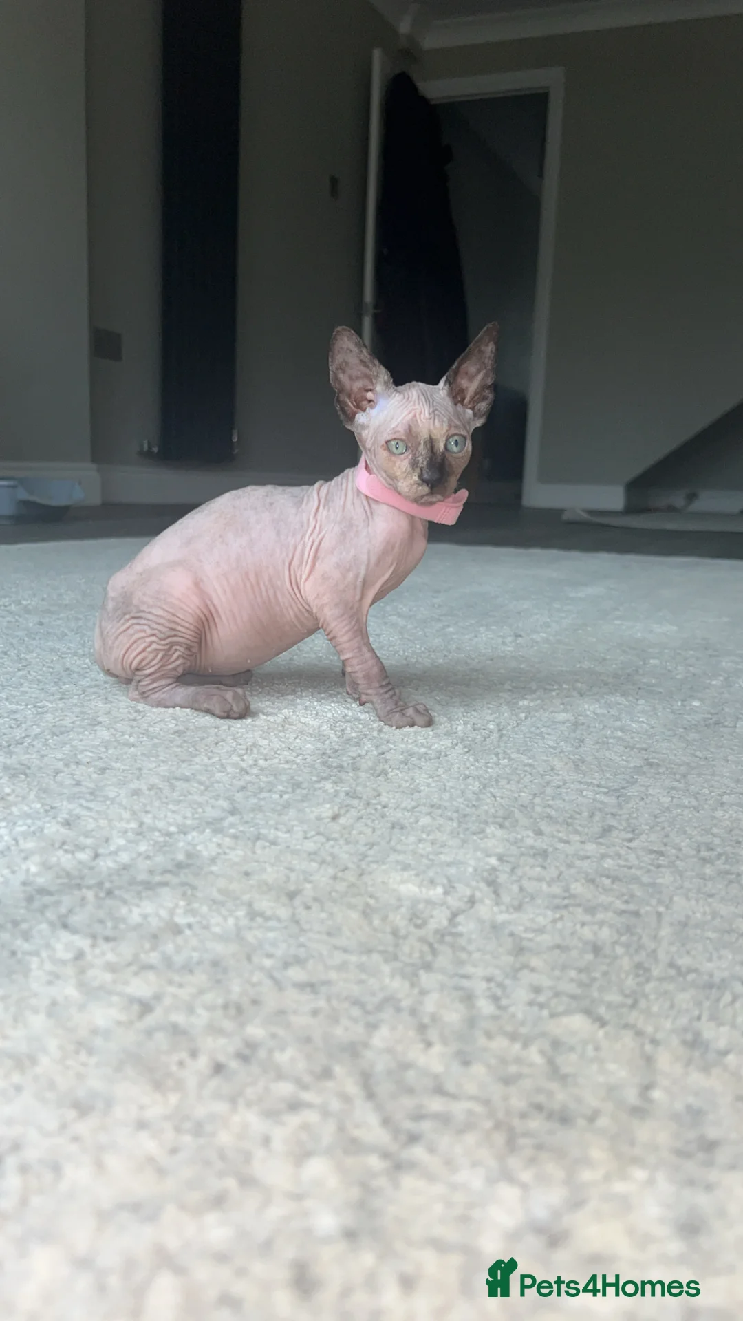 Sphynx cats for sale: Adorable Sphynx kittens in Harlow - Advert 1