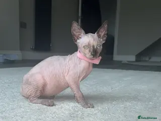 Sphynx cats Adorable Sphynx kittens - Advert 18