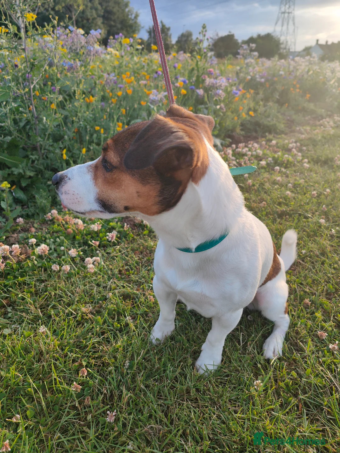 Jack Russell dogs for stud: PROVEN Jack Russell Terrier for Stud in Carshalton - Advert 7