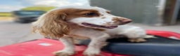 Cocker Spaniel dogs for stud: working cocker for stud Lemon & White Kc reg in Taunton - Advert 5