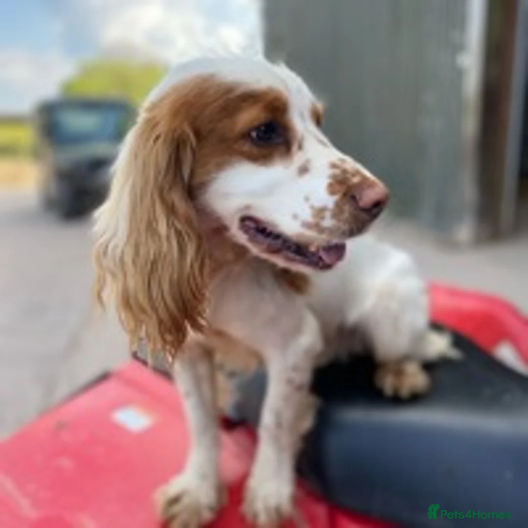 Cocker Spaniel dogs for stud: working cocker for stud Lemon & White Kc reg in Taunton - Advert 5