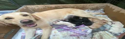 Labrador Retriever dogs for sale: Beautiful Labrador Retriever Cross Puppies - Advert 3