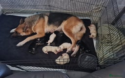 German Shepherd dogs for sale: German shepherd puppies  - Image 18