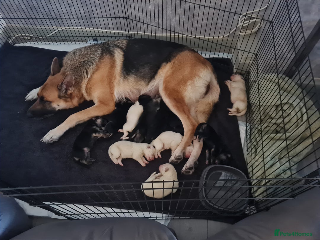 German Shepherd dogs for sale: German shepherd puppies  - Image 18