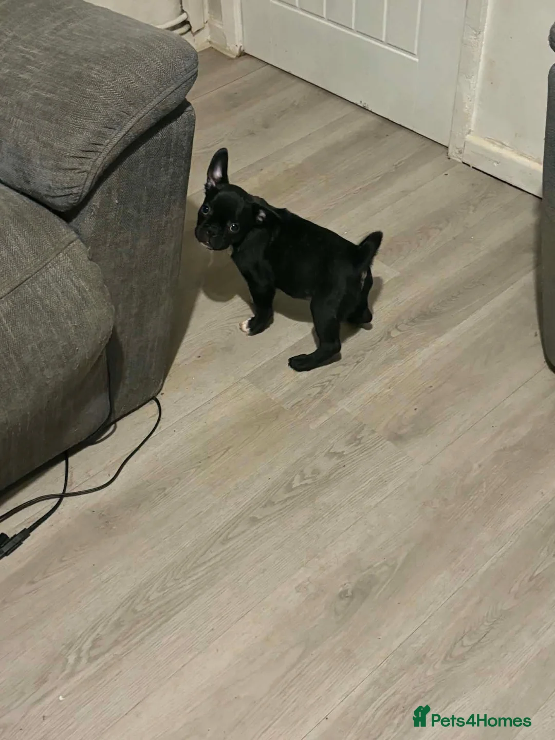 Frug dogs for sale: 3 Frugs looking for a Forever Home in Rugby - Advert 12