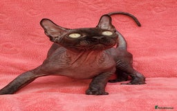 Sphynx cats for sale: Amazing kittens !!! in Maidstone - Image 6