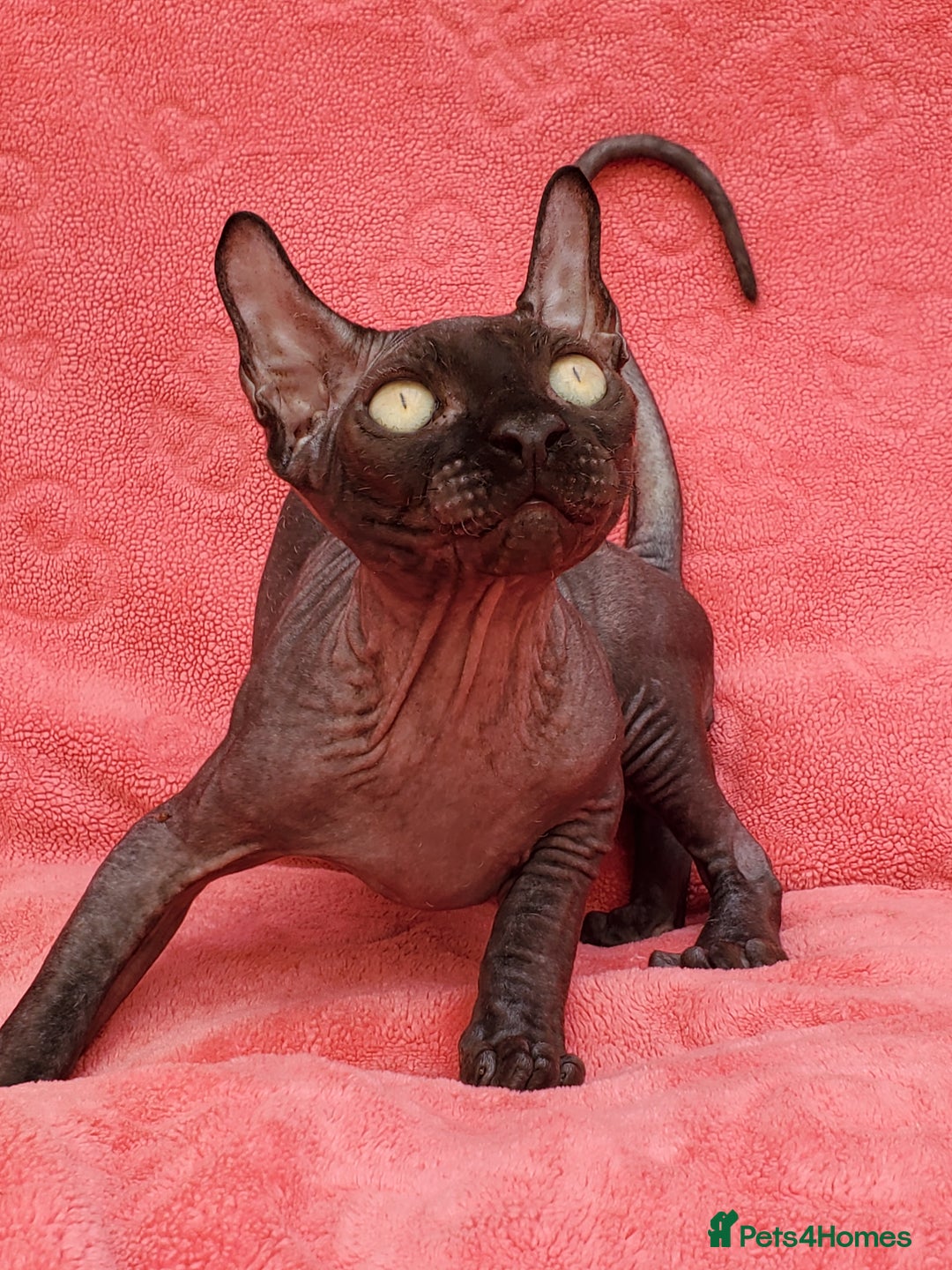 Sphynx cats for sale: Amazing kittens !!! in Maidstone - Image 6