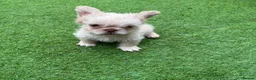 French Bulldog dogs for sale: REDUCED FlOODLE /French bulldogs - Advert 9