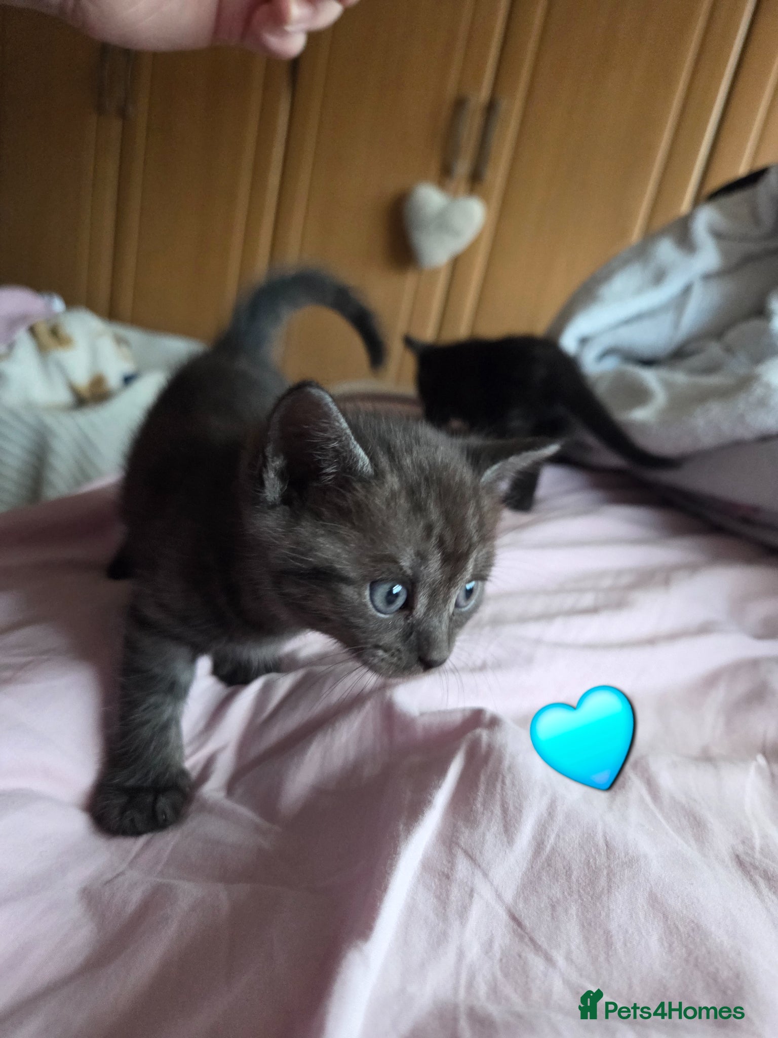 Mixed Breed cats Stunning kittens British shorthair  x maine coon - Advert 1