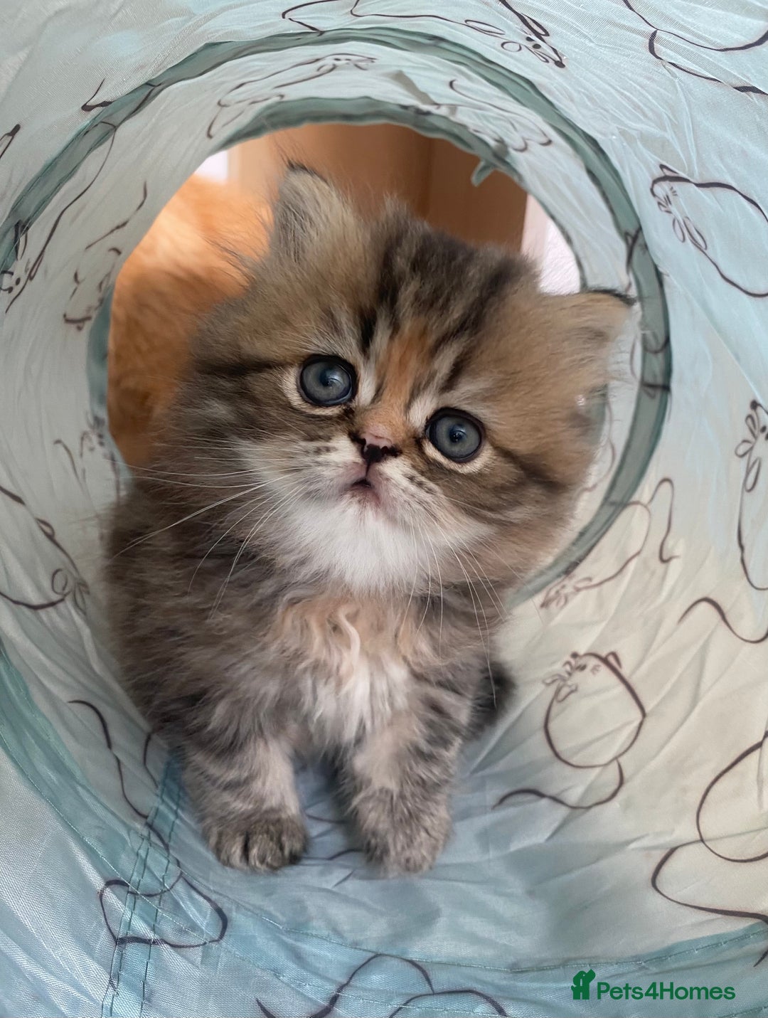 Persian cats for sale: Persian kitten still looking for her forever home  in Gateshead - Image 18