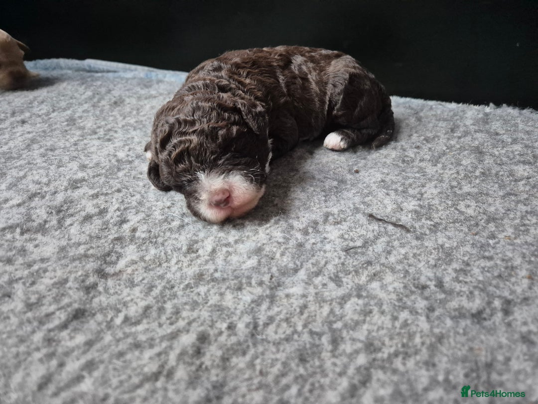Labradoodle dogs for sale: Stunningly adorable f2b labradoodles! - Advert 29