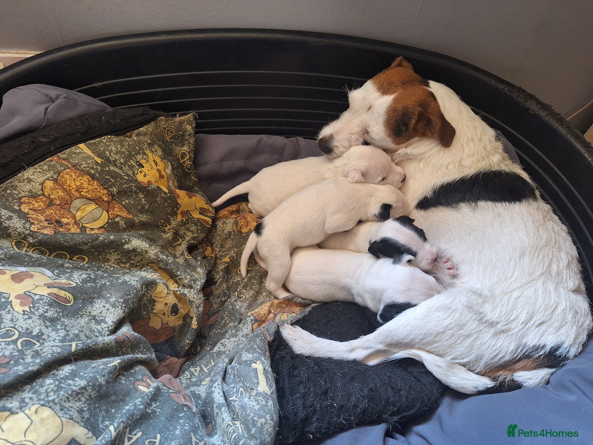 Jack Russell dogs Lovely Jack Russell puppies for sale  - Advert 1
