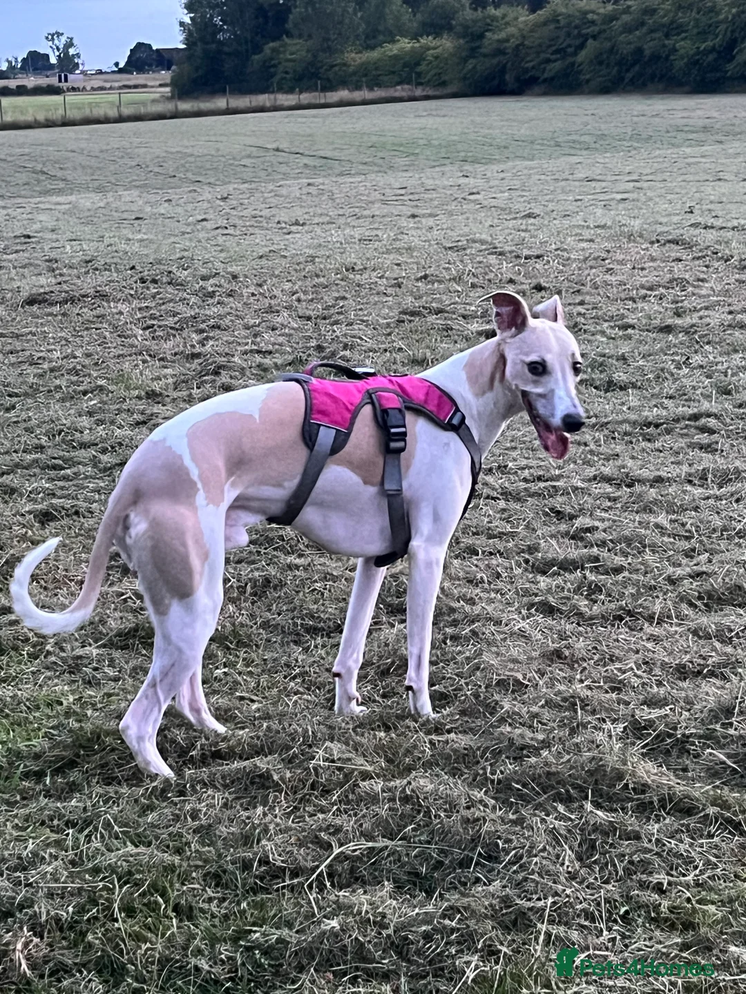 Whippet dogs for sale: Great quality Whippet puppies for sale - Advert 2