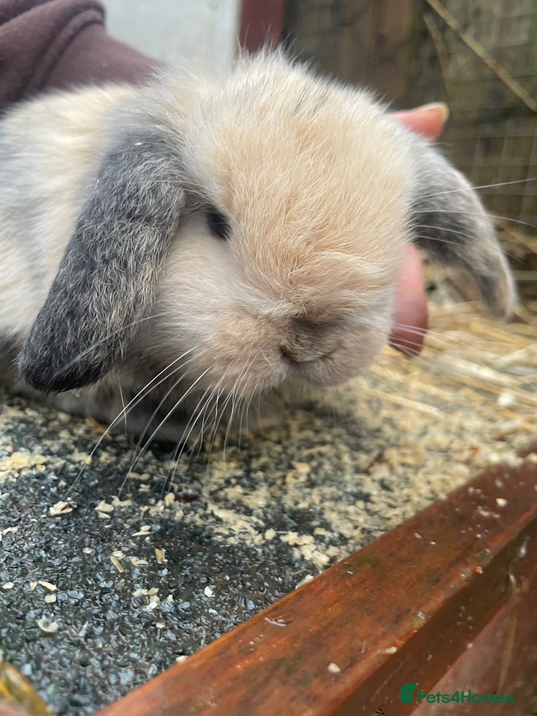 Mini Lop rabbits for sale: Beautiful mini lop babies  - Advert 28